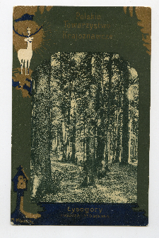 Łysog&oacute;ry : puszcza łysog&oacute;rska